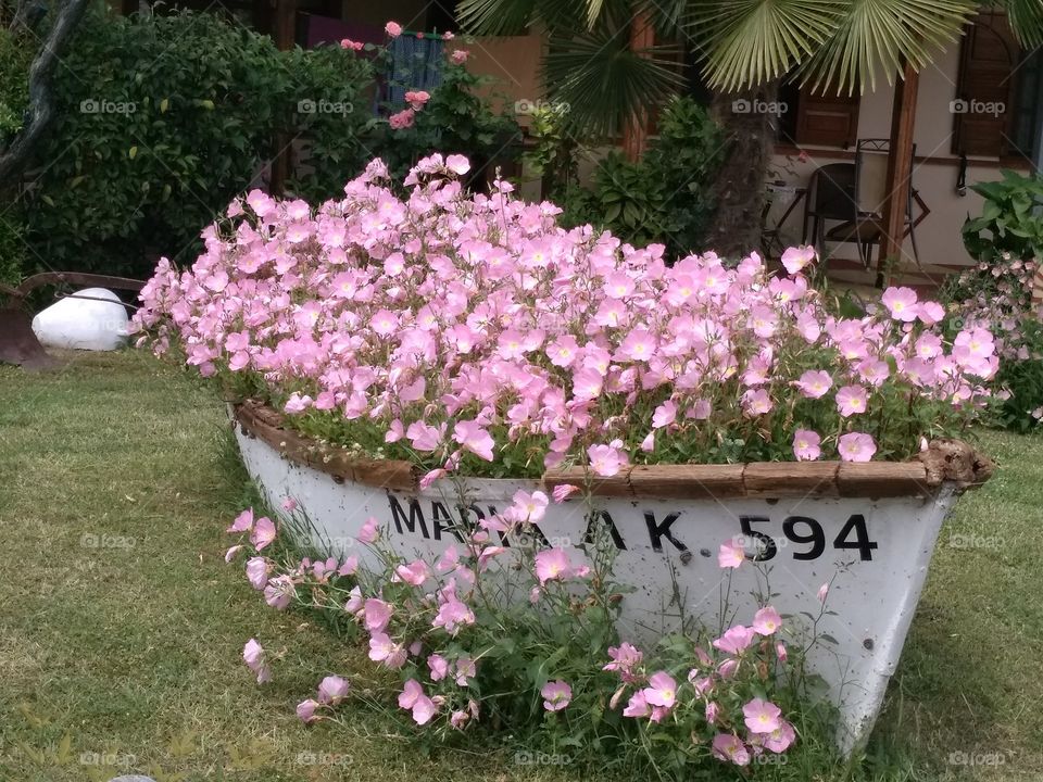 An Ocean of Pink on a Boat