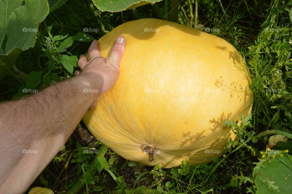 gourd at field