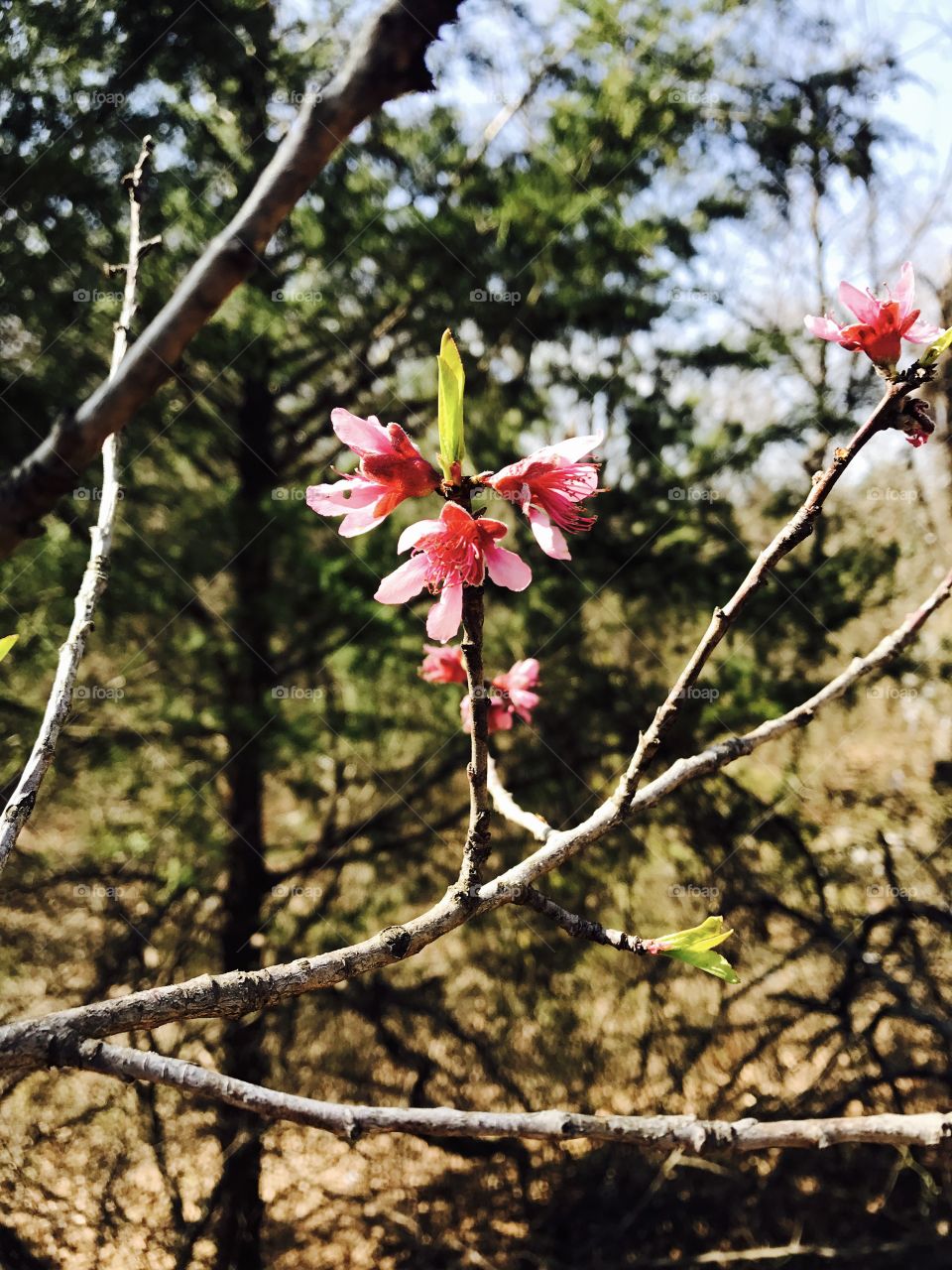 Early peach blossoms. 