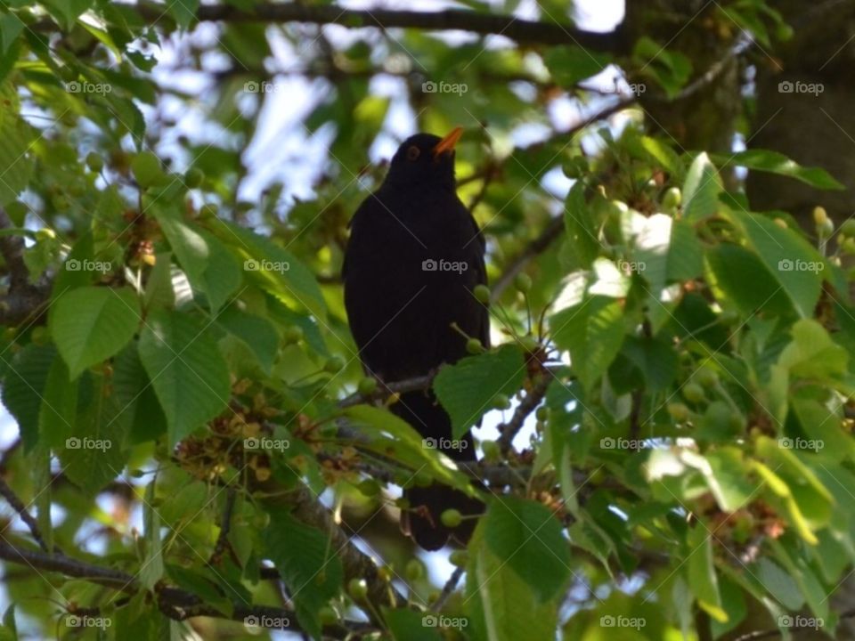 Blackbird in cherry tree.