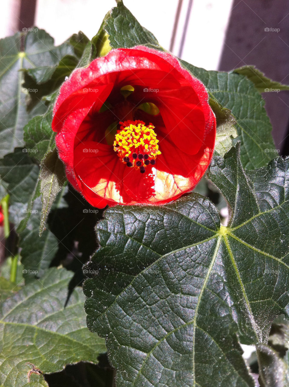 flower red by brazilfemale