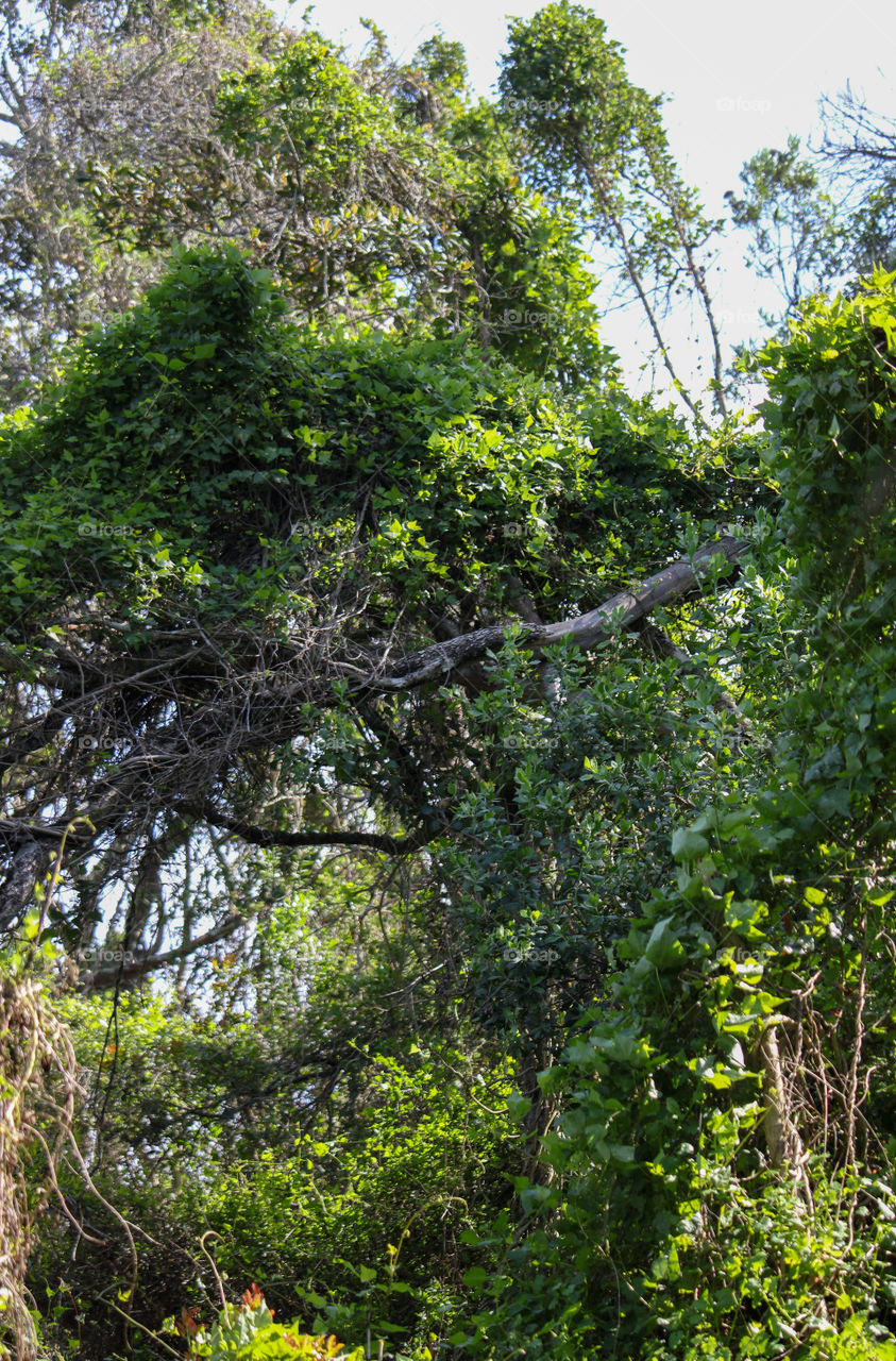 African coastal forest