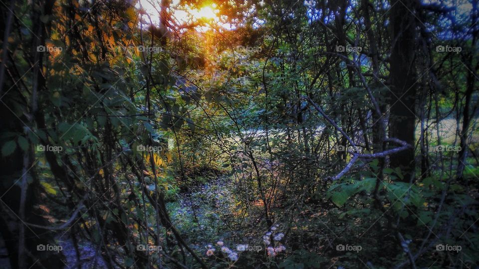 The sun filtering through a piece of forest on the side of Little Mountain in Mississippi.