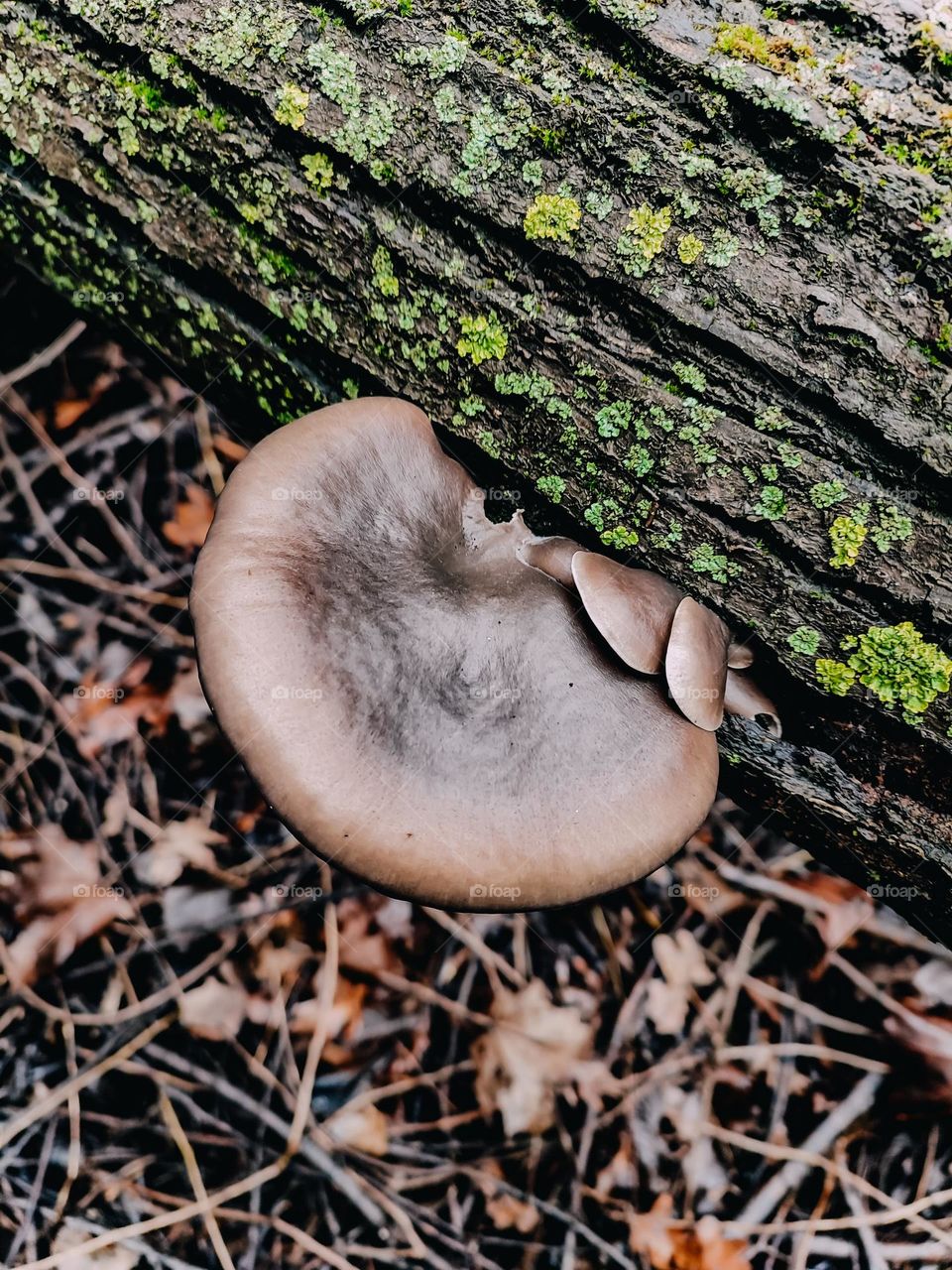 Beautiful oyster mushroom pleurotus austreatus on tree log covered with green lichen top view. Forest findings, nature details, fungi, fungus, wild growing mushrooms, mycology, foraging