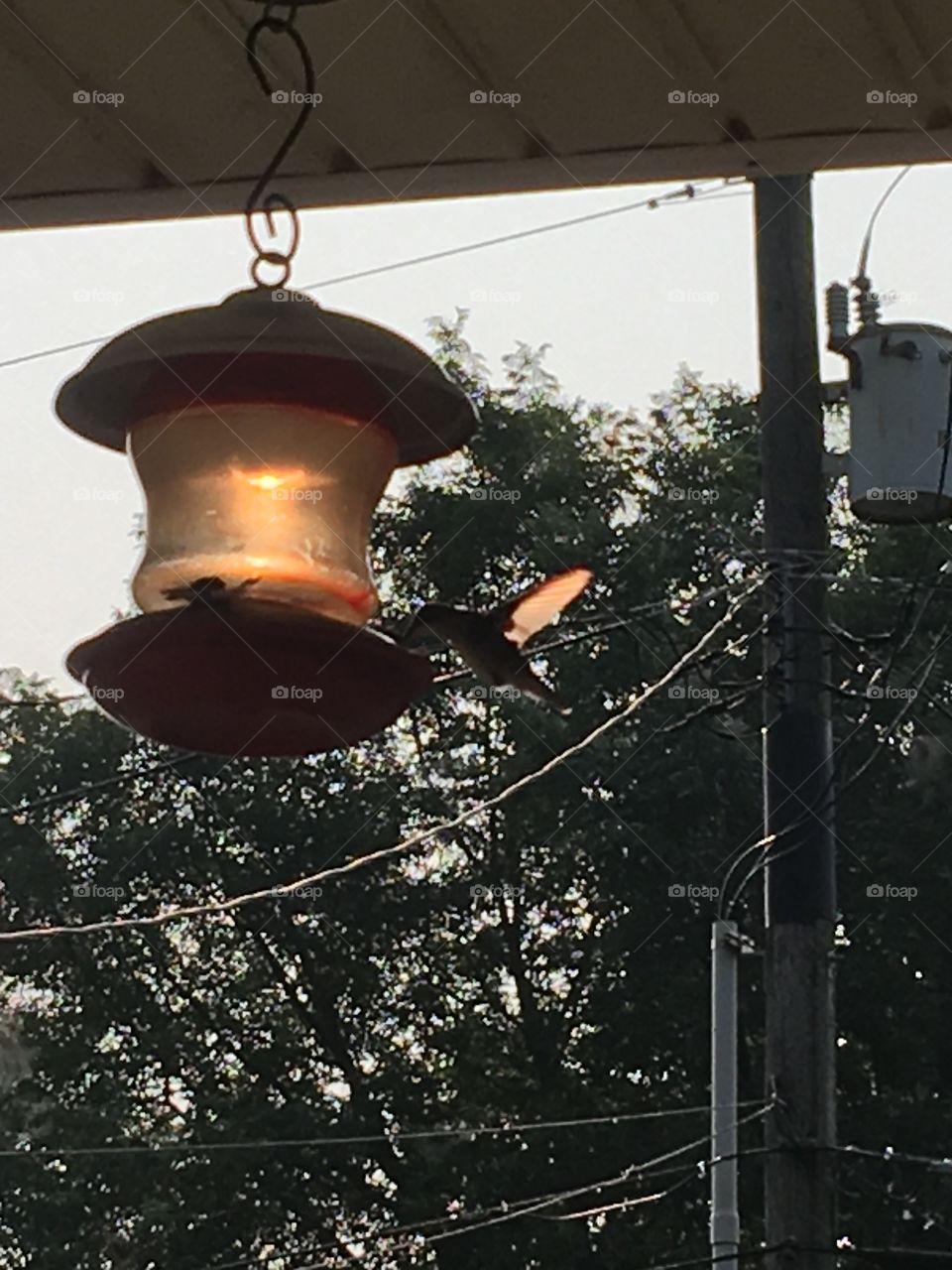 Sitting on my front porch watching my little hummers flying about on a warm sunny day.