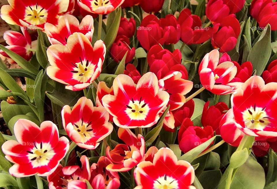 Beautiful red and white blossomed tulips 