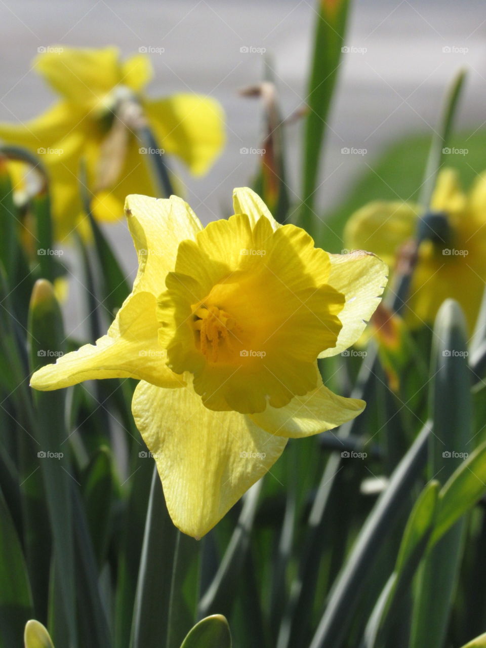 Flowers in Niagara Falls 
