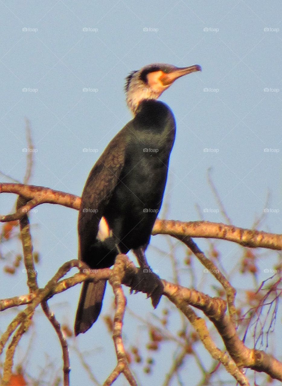 cormorant