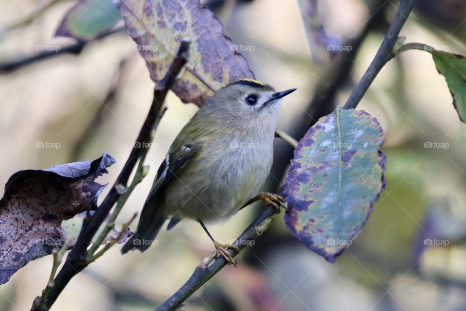 Goldcrest 