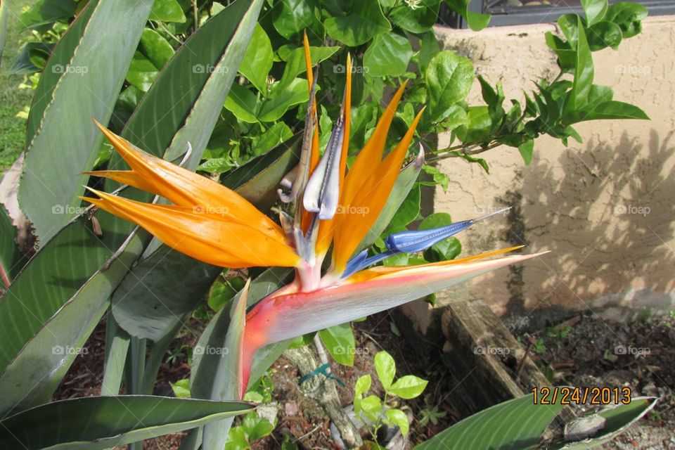 Bird of Paradise
