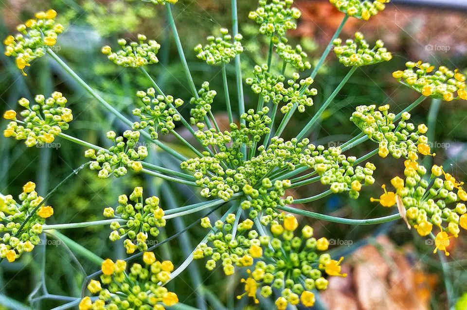 Beautiful flowers of Sweet fennel looks great.