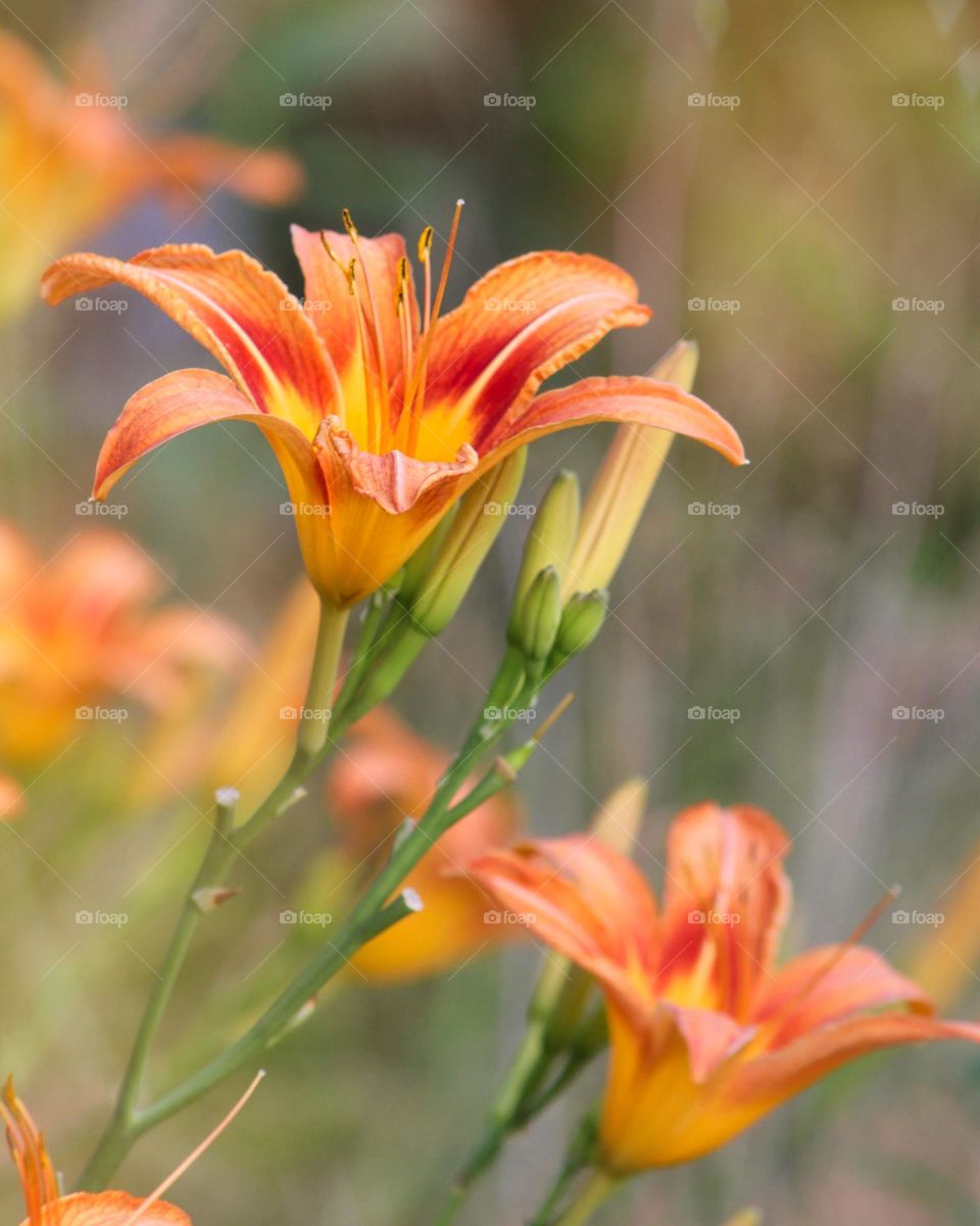 Day lilies 