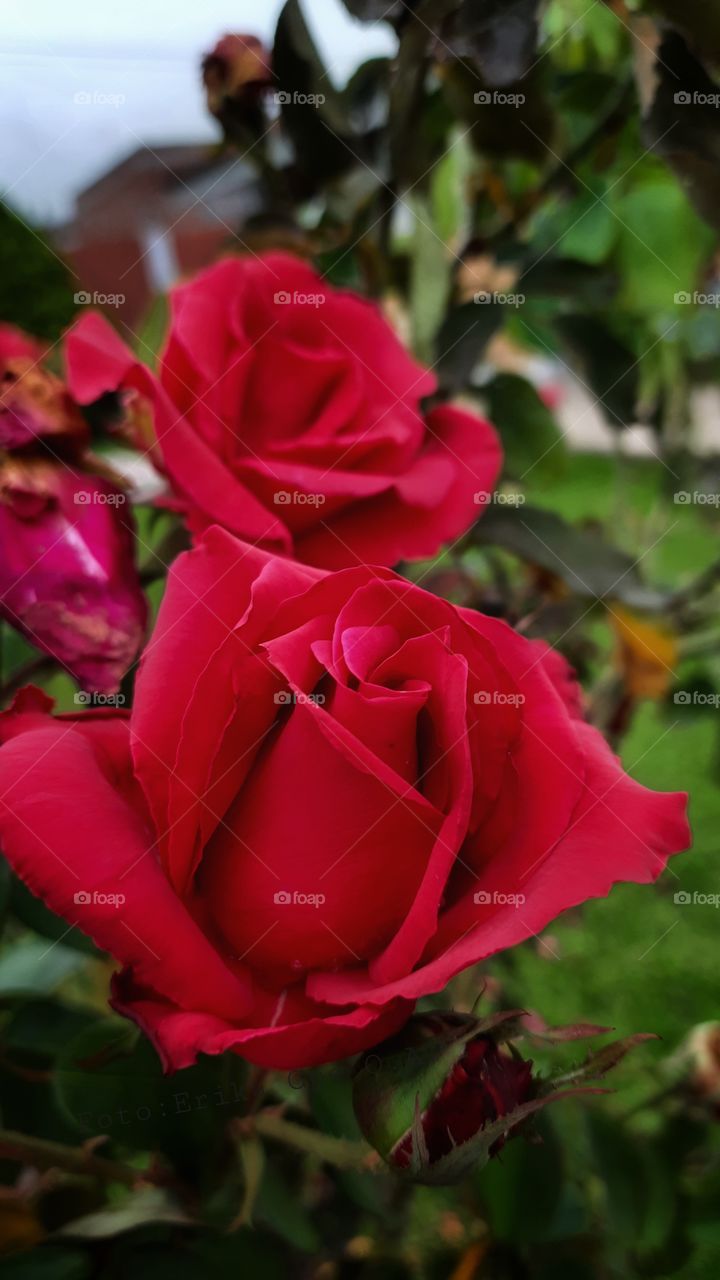 Red rose,flower,nature,plant,red,garden,petal,spring,summer,colorful,botany,red,rose,love,romance,valentine,nature,reflection,