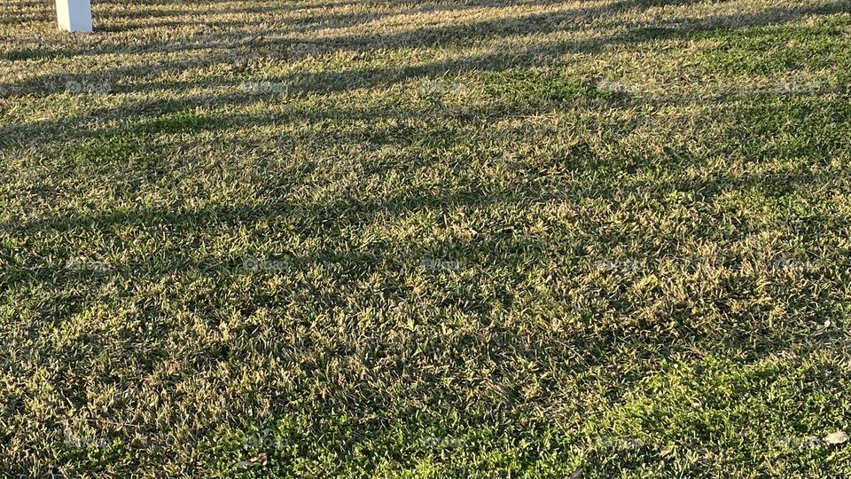 Sunsetting setting the tone for lines of the reflections though the leafless trees along the Lake Bed. 