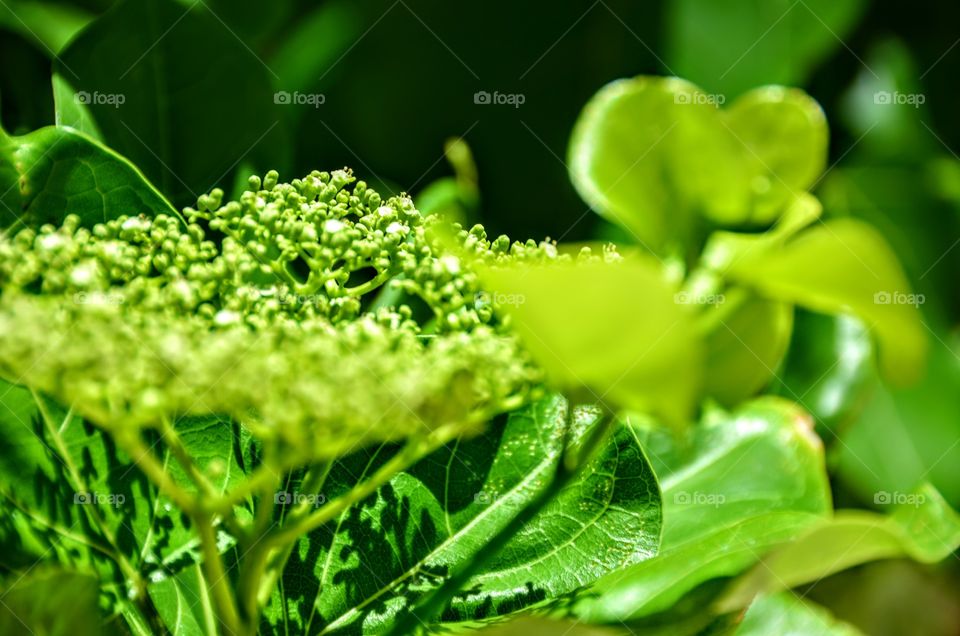 Green flowers in tropical forest