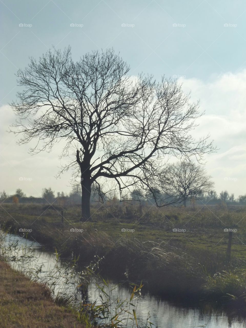the tree of ely