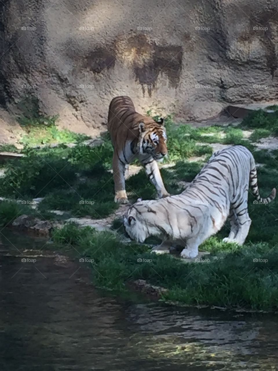 Tigers at the Memphis Zoo 