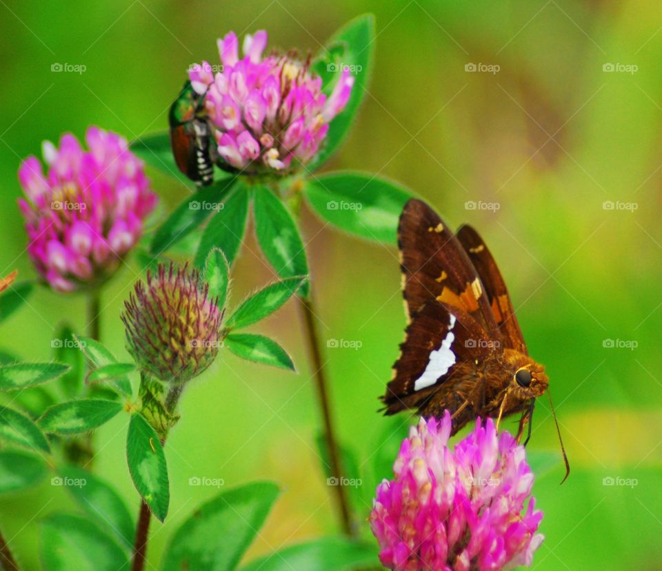 Butterfly and beetle friend