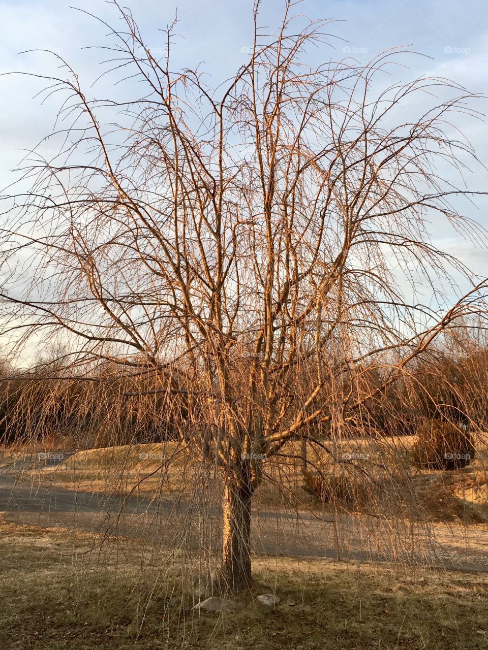 Weeping cherry tree in the winter