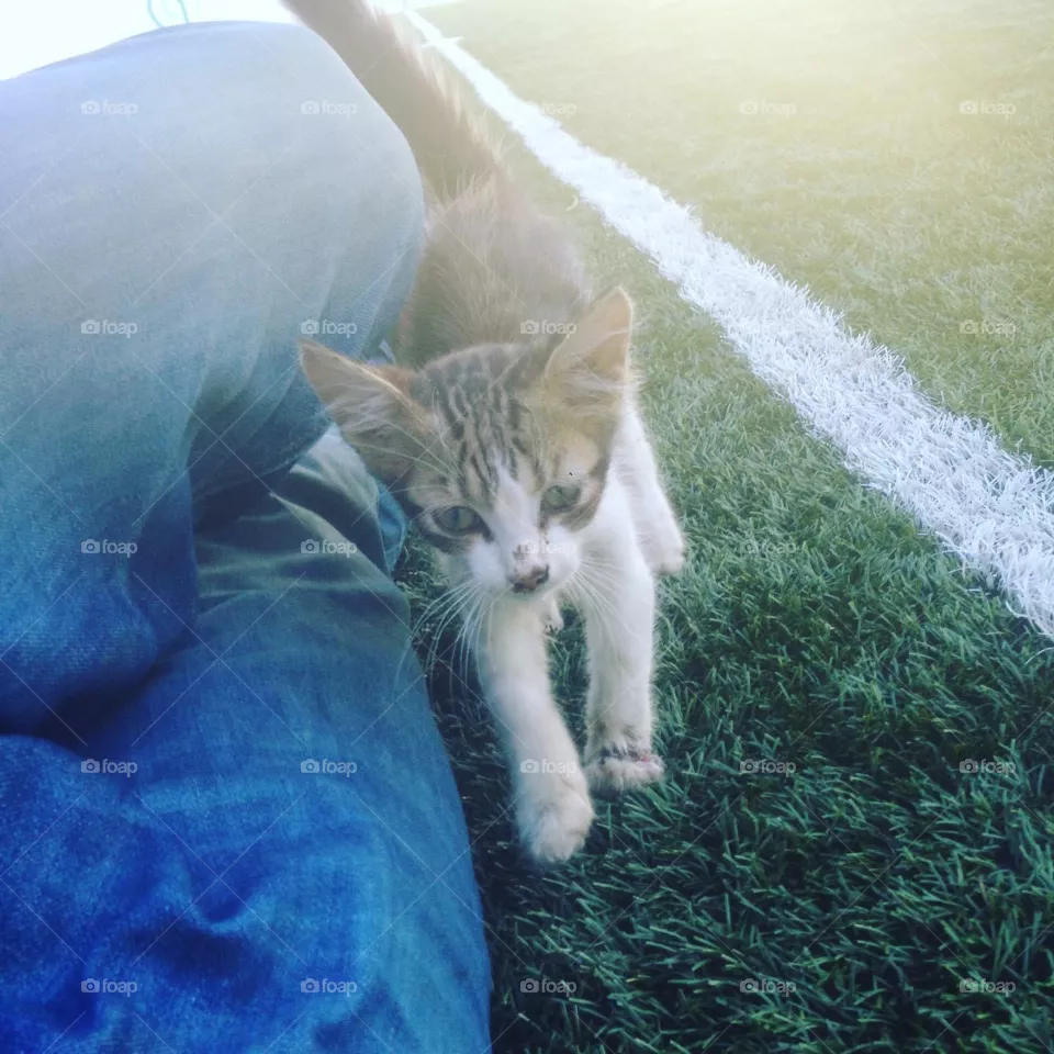 Poor little cat