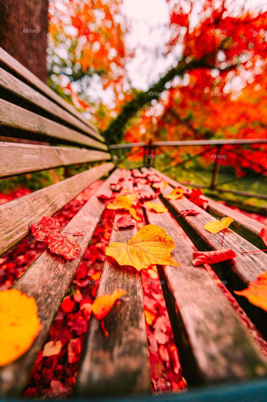 The colors of autumn 