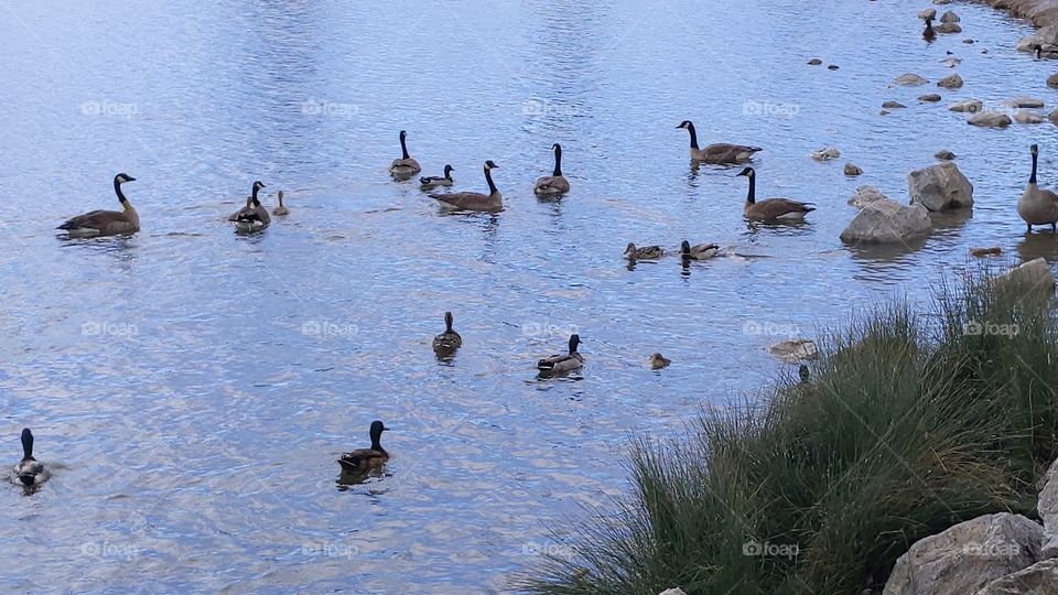 A Lake in Utah with Mommy and Baby Ducks, Geese and Swans and their Babies. ©️ Copyright CM Photography
