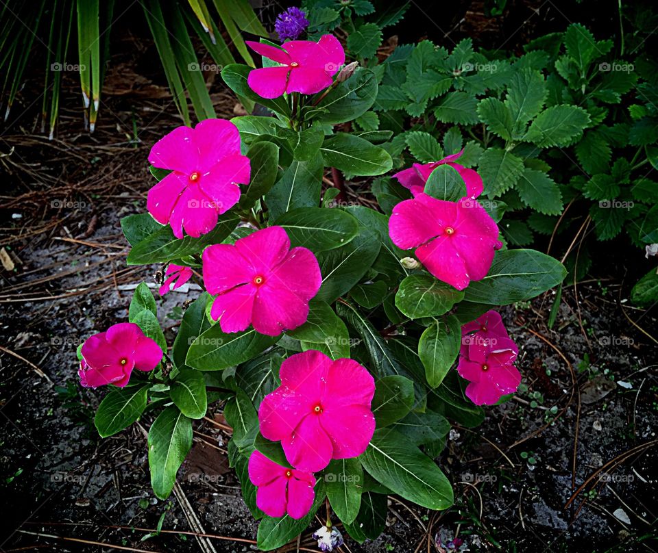 Garden flowers
