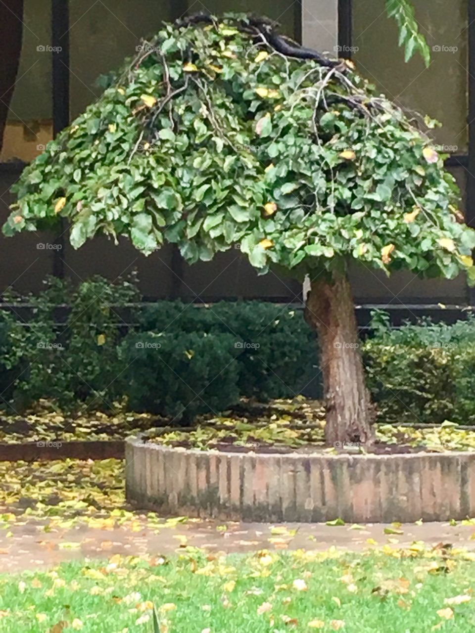 Crouching tree
