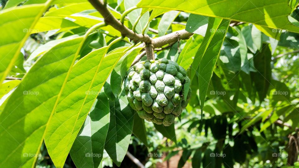 fresh srikaya fruit