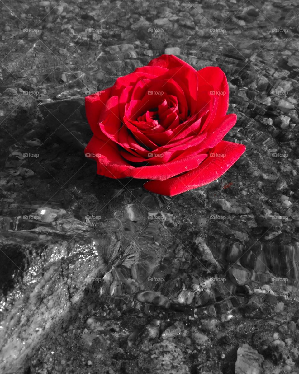 single floating red rose