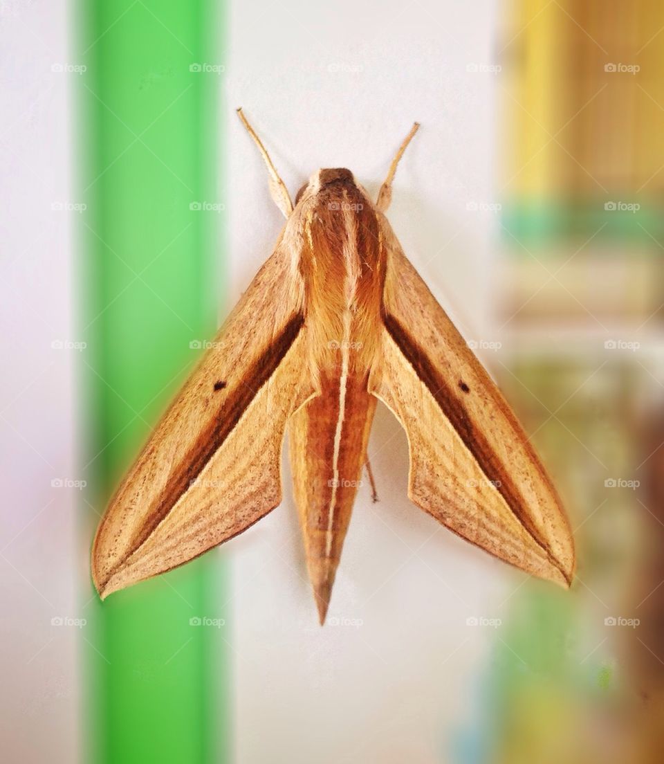 Jet moth