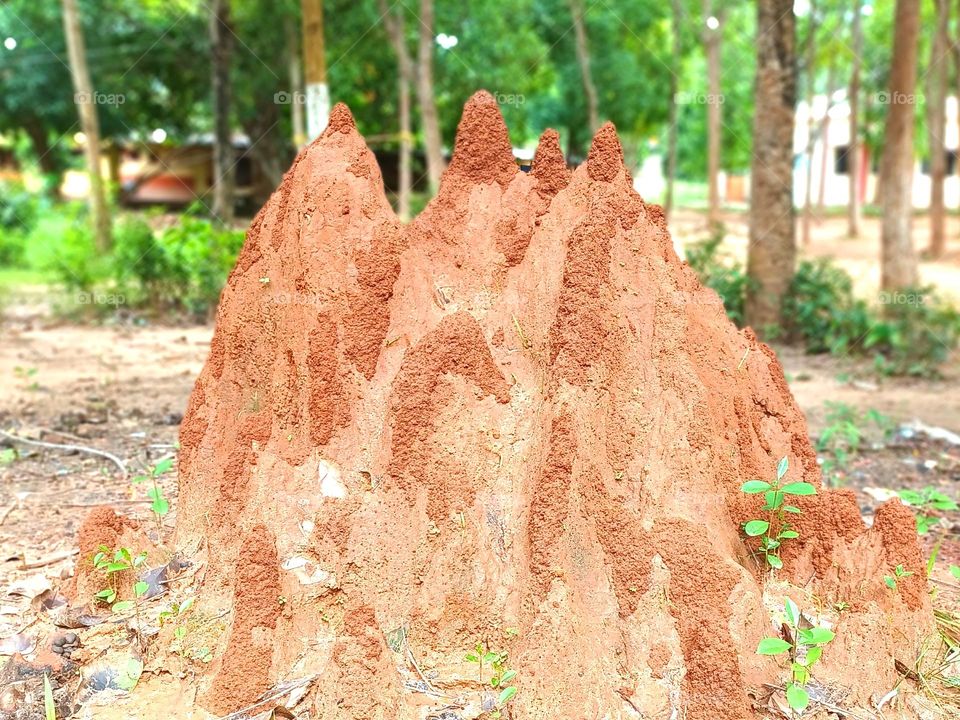 termite house
