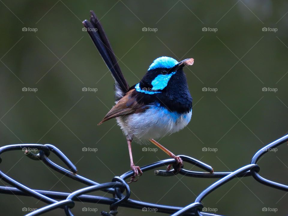 Blue bird standing on a fence