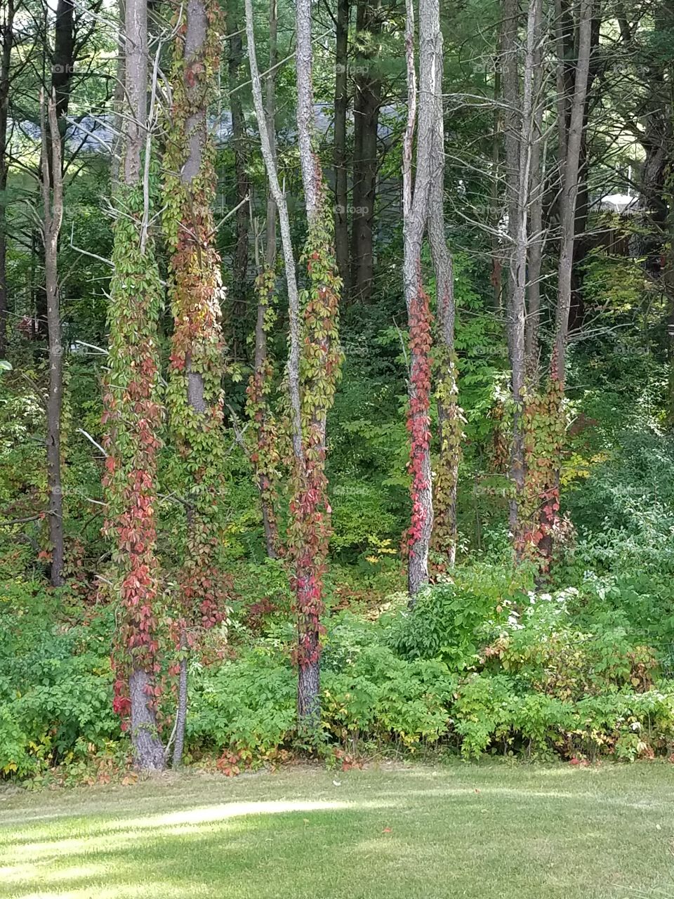 early fall color