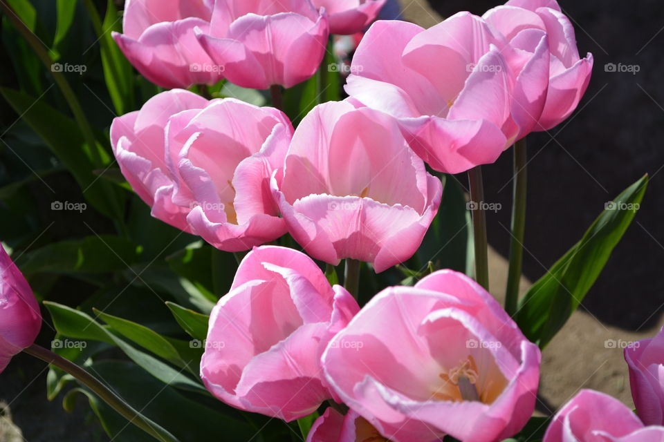 Pink tulips 