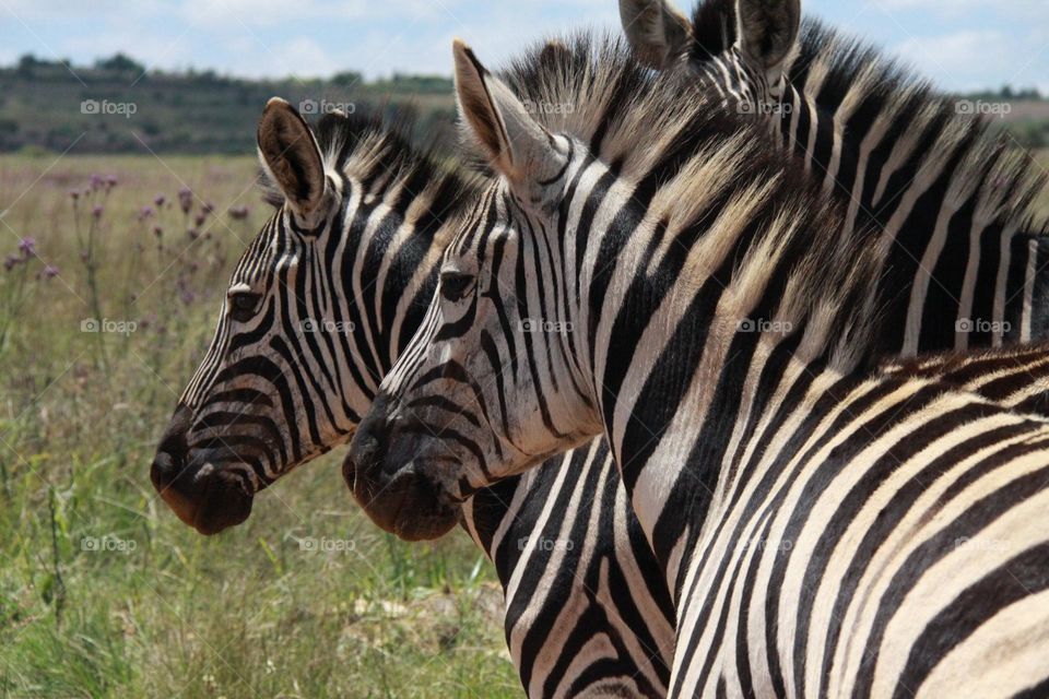 Zebras