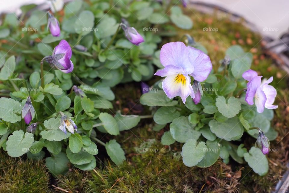 Spring flowers