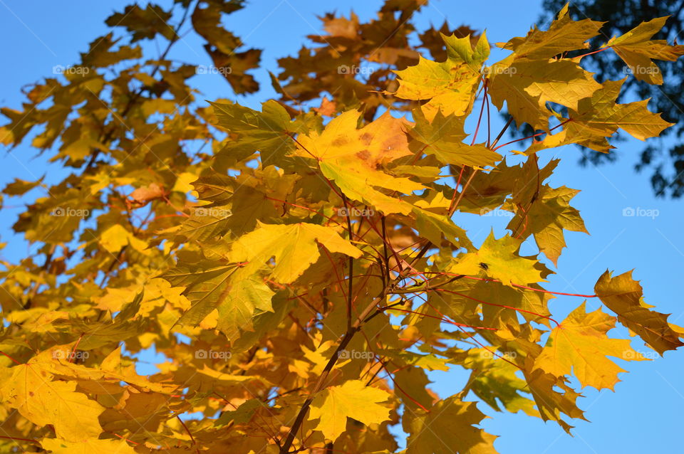 yellow autumn