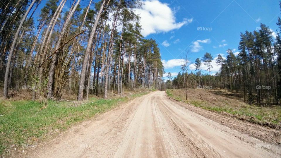 Tree, Nature, Wood, Road, Landscape