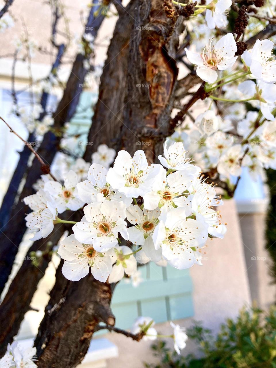 Spring is here! These newly-opened plum blossoms are proof!