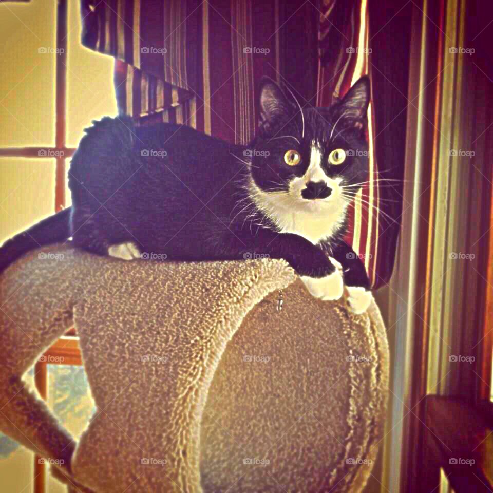 Black and white cat on top of cat tree