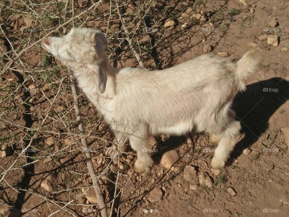 Beautiful lamb