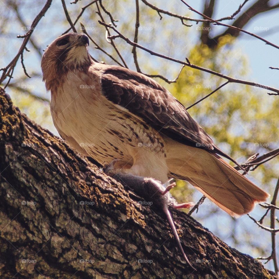 Bird, Wildlife, Nature, No Person, Animal