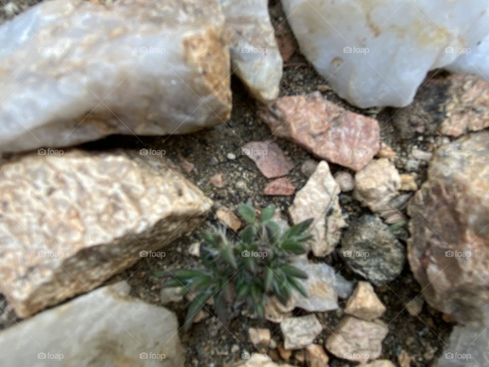 Amazing photo for desert 🌵