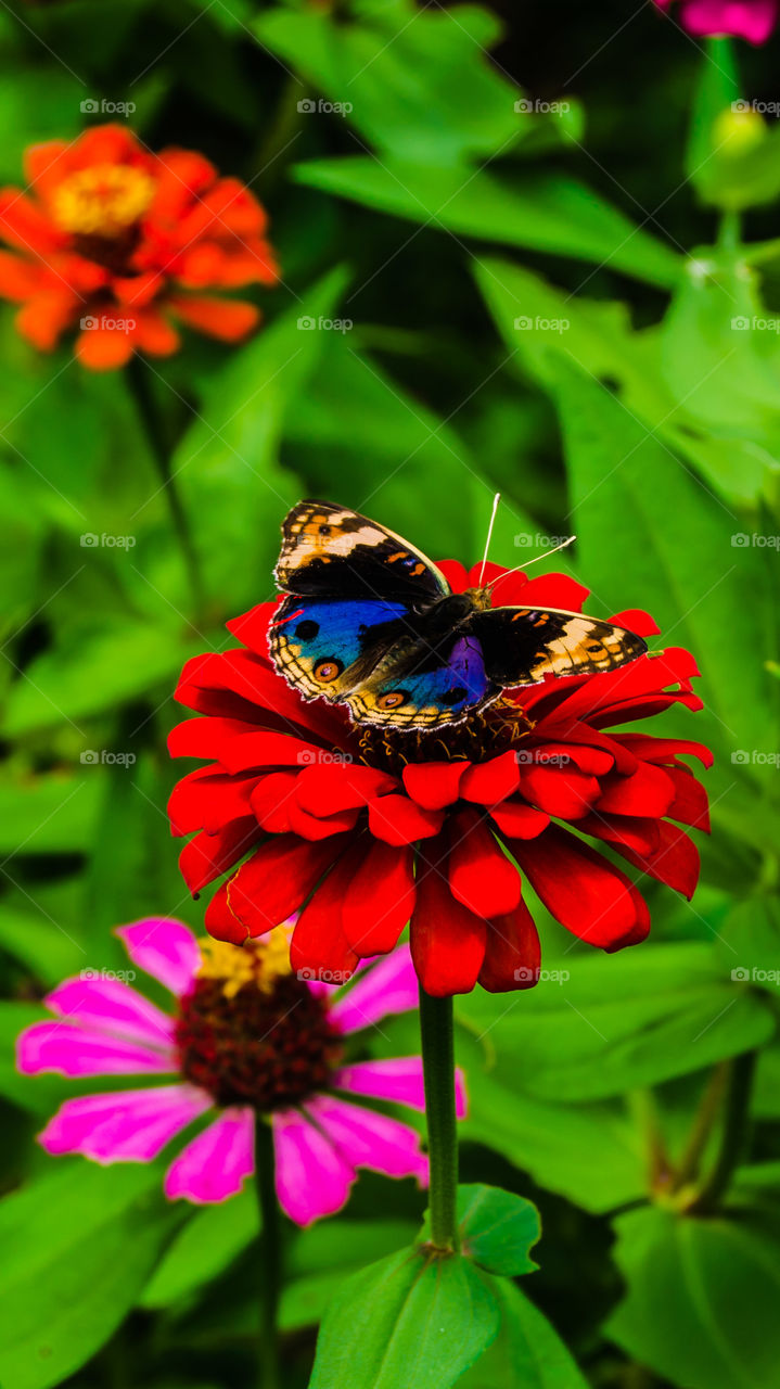 butterflies above red flowers
