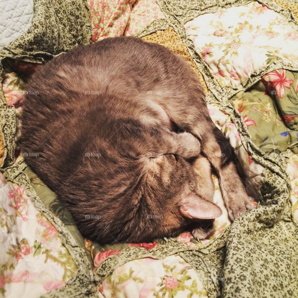 Bundled cat