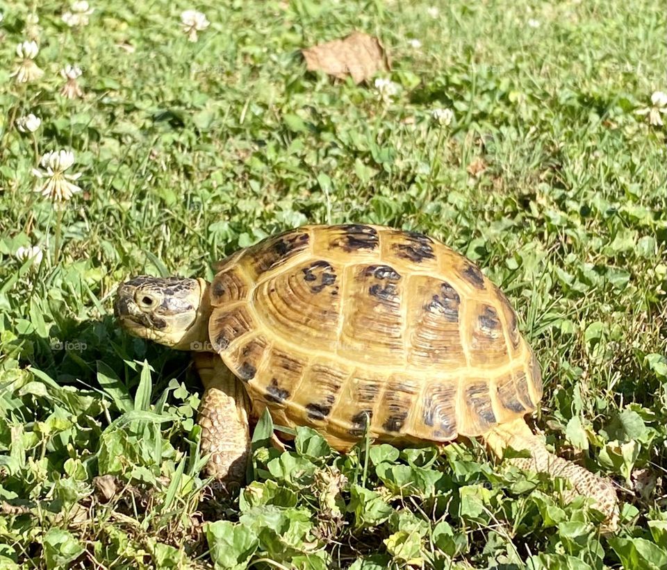 Tortoise walking in the grass