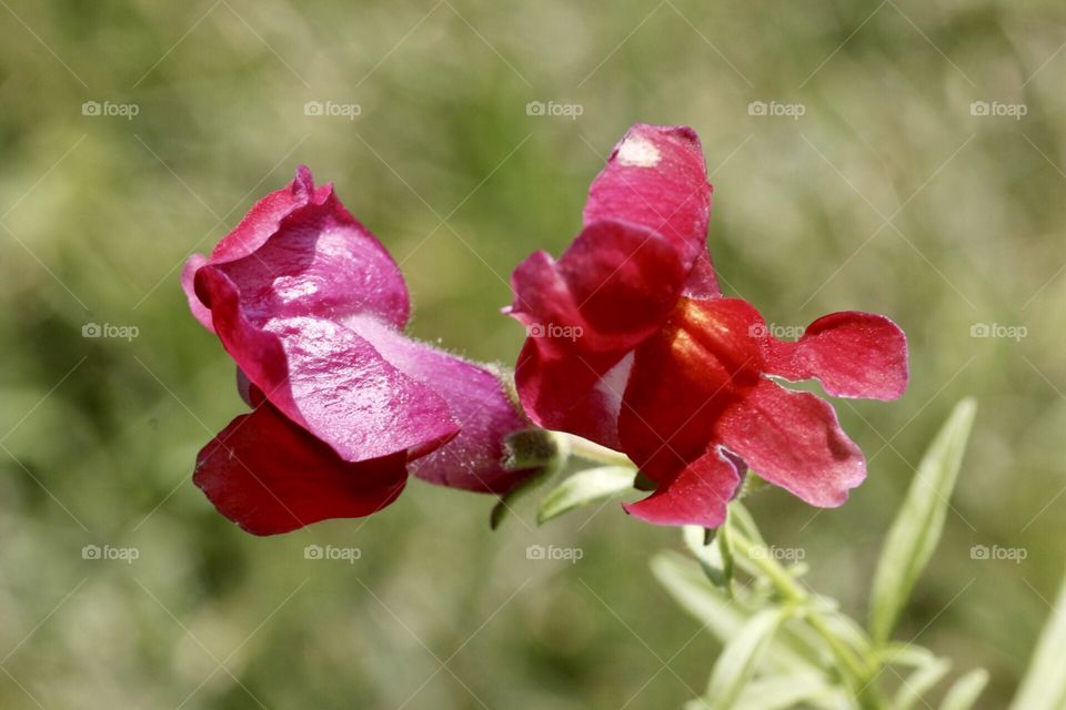 Red flower