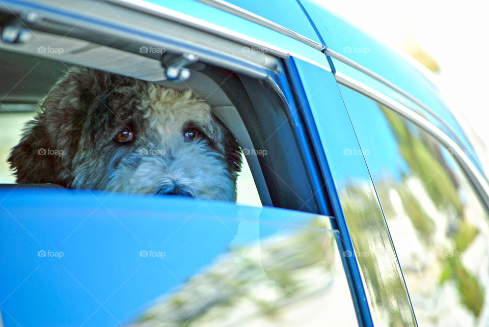 Labradoodle in car window, looking at the camera