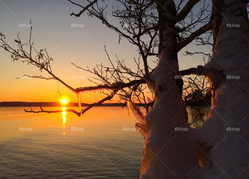 Frozen tree branches during winter